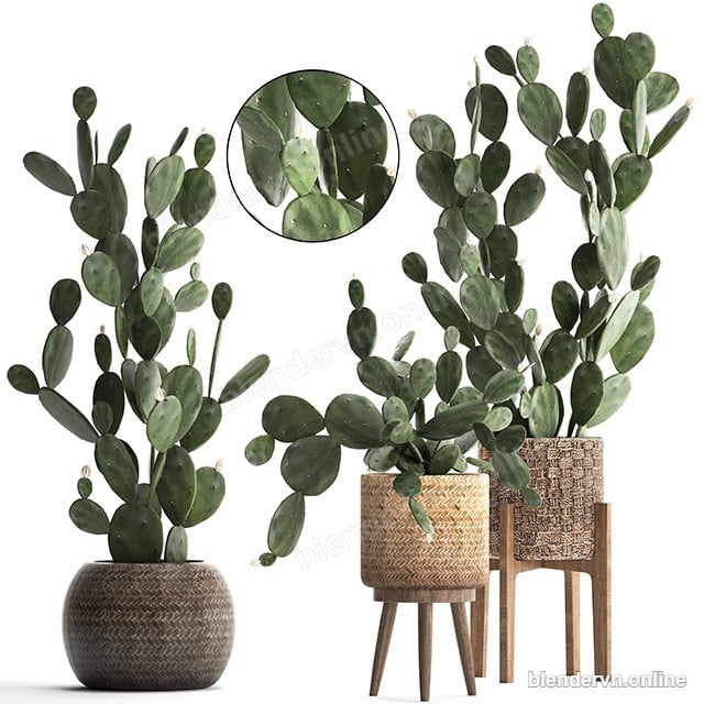 Model 3D Trang trí Cactus Plant Set cho Blender archviz — file .blend, vật liệu PBR Cycles